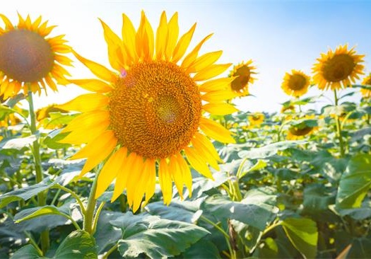 女人真正的吸引力源于内心的光芒