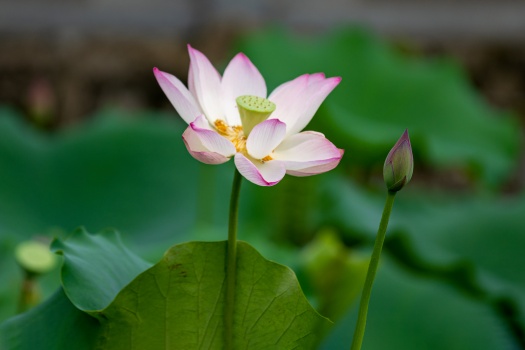 如何应对失望性情感隔离