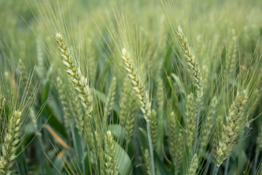 叙事疗法中“最近发展区”理论的实践应用